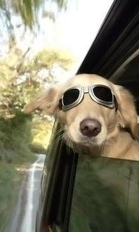 动物的搞笑信息,那些让人捧腹大笑的搞笑瞬间