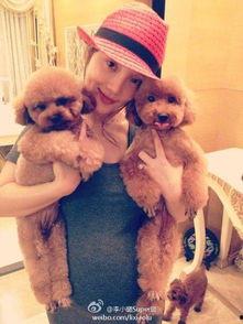 娱乐圈好多满狗